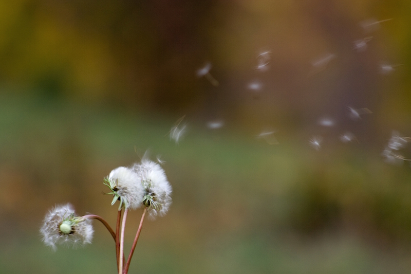 rimedi per l'allergia, farmaci e naturali