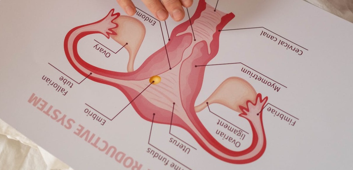 funneling-cervice-uterina-ostetricia